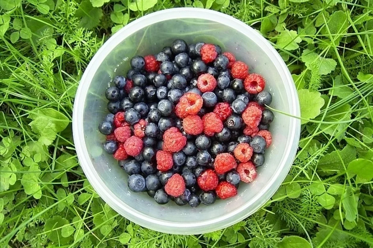 Здоровье с куста. Чем полезны лесные ягоды?