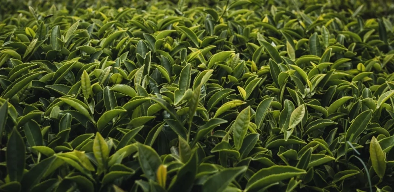 Продукты 100% BIO